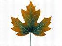 Maple Leaf Auto Solutions logo